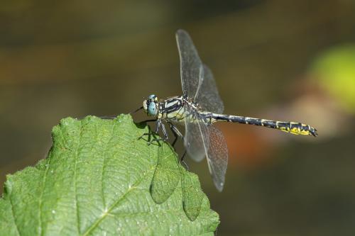 Réf. 263 570 : Gomphus graslinii